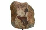 Fossil Sauropod Vertebra Section with Metal Stand - Colorado #363658-1